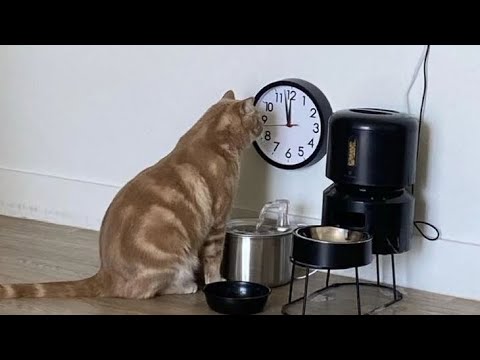 Видео: Когда твой кот умнее, чем ты думаешь 😅