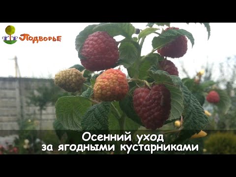 Видео: Осенний уход за ягодными кустарниками
