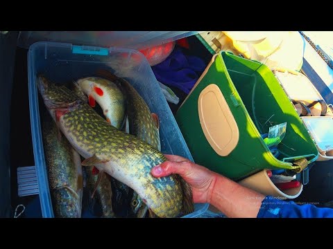 Видео: Ловля щуки на кружки летом. (часть 1) ловим щуку на живца дедовским способом. как легко поймать щуку