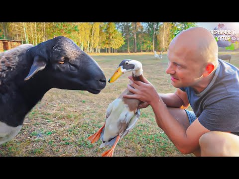 Видео: Много новых животных появилось на хуторе. Чистовая отделка нового хозкомплекса началась