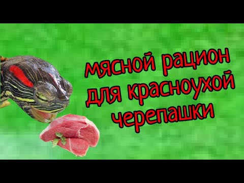 Видео: МЯСНОЙ РАЦИОН У ЧЕРЕПАХ!!!