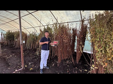 Видео: VODIY GULLARI МЕВАЛИ ВА МАНЗАРAЛИ КУЧАТЛАР НАРХЛАРИ ОПТОМ ЖОЙИДАН 