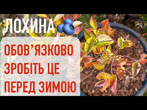 Видео: Як підготувати лохину до зими: 4 важливі осінні кроки догляду 🫐