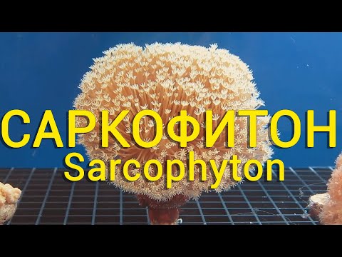 Видео: cаркофитон. sarcophyton.мягкий коралл.