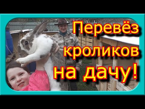 Видео: ПЕРЕВЁЗ КРОЛИКОВ ИЗ ГАРАЖА НА ДАЧУ НА ПМЖ