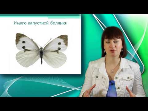 Видео: Отряд Бабочки. Класс Насекомые. Уроки Биологии Онлайн
