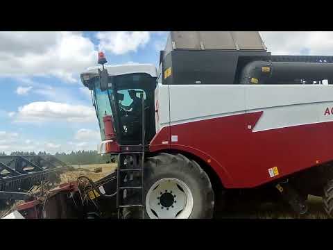 Видео: Уборка озимой пшеницы 2022. Акрос 595+