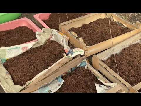 Видео: Завершение ферментации Табака 