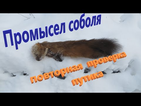 Видео: Промысел соболя Проверка капканов КА-2У на соболя Белки сойки забивают капканы, результат есть