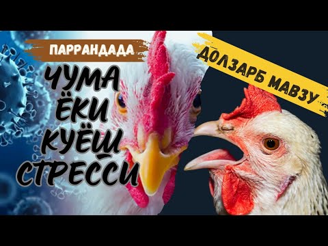 Видео: ПАРРАНДАДА КУЁШДАН СТРЕСС🐔🌞ЧУМАГА УХШАШ КАСАЛЛИК. ДАВОСИ БОРМИ ? @GayratBaraka