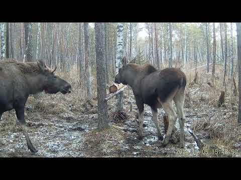 Видео: Солонец в болоте ноябрь-- декабрь 2024