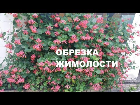 Видео: ЖИМОЛОСТЬ КАПРИФОЛЬ. ФОРМИРОВАНИЕ. УХОД.