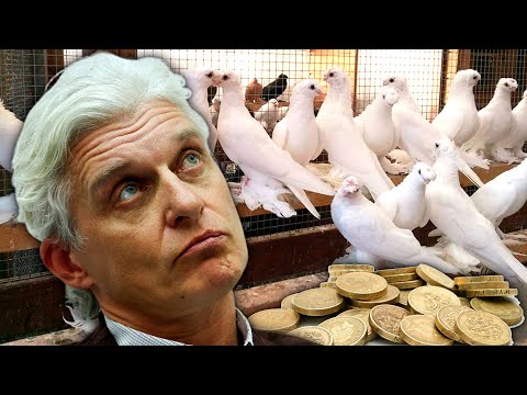 Видео: Тинькофф продавал голубей по 3 рубля. Двухчубые голуби. Tauben. Pigeons. Palomas. Pombos. 비둘기.