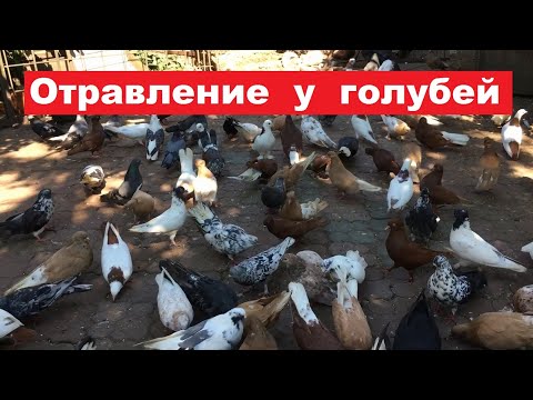 Видео: Когда возникает отравление у голубей? Признаки отравления.