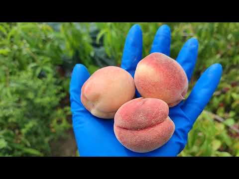 Видео: Персик Викторс -среднеспелый сорт на Ферме Омская ягода