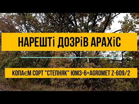 Видео: Нарешті дозрів!!! Копаєм арахіс "Степняк"
