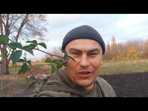 Видео: Сюрприз!🎉Неожиданное пополнение… Какой урожай имбиря?🌿🫚