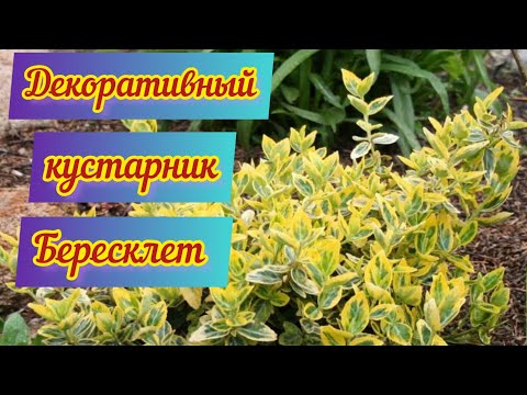 Видео: Результат зимнего черенкования бересклета🌿🌿🌿#бересклет#черенкование