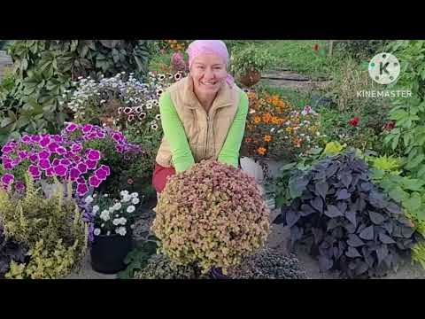 Видео: Роскошная КАЛЛИЗИЯ от Ани, сорта растения наглядно. Заказ черенков