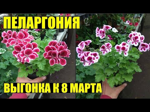 Видео: Пеларгония/герань к 8 марта. Массовое черенкование!