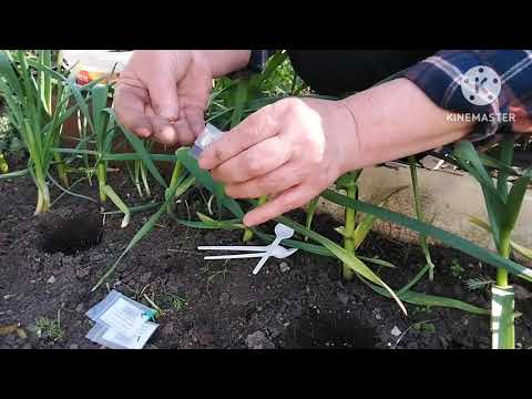Видео: Саджаю огірочки в грядочку  тільки так і завжди з урожаєм. Посадіть хоч декілька кущиків так як я.