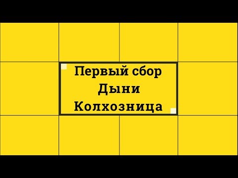 Видео: Первый сбор дыня Колхозница 23 07 2018 Вита Фреш