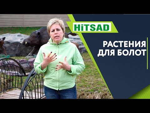 Видео: Что посадить рядом с болотом ✔️ Земля на болоте что делать