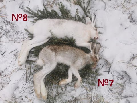 Видео: Лучшая охота с начала сезона! Охота на зайца по белой тропе с эстонской гончей 18.11.2023