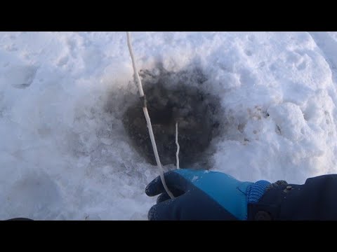 Видео: Якутия t-24°. Налим ушёл в теплые края.