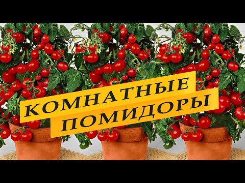 Видео: Комнатные томаты. Выращивание на подоконнике. Подробно.