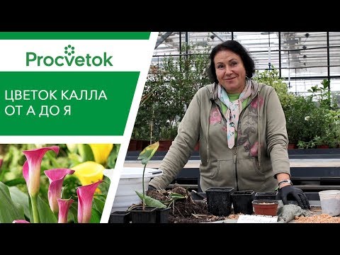 Видео: Вырастить КАЛЛУ легко! Секреты ухода за каллой в саду и дома