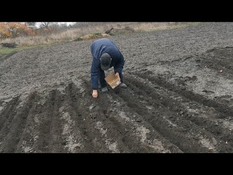 Видео: Випадкова знахідка. Досаджуємо цибулю та часник. Моркву також пробуємо сіять. 