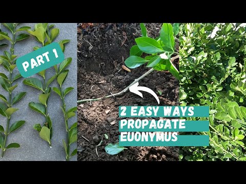 Видео: Часть 1: Как размножить бересклет | Растение бересклет | Бересклет манхэттенский | Вечнозелёные к...
