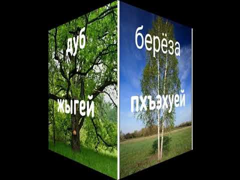 Видео: Название деревьев на кабардинском