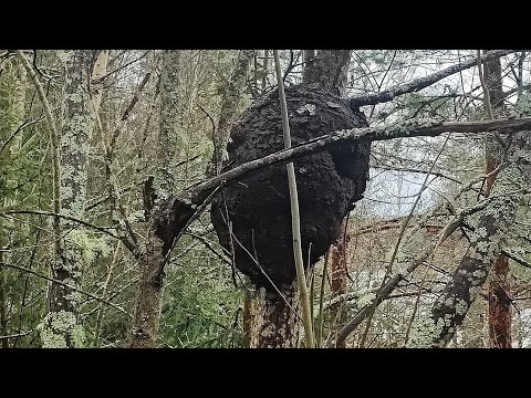 Видео: Черный Череп на Тонкой Осине