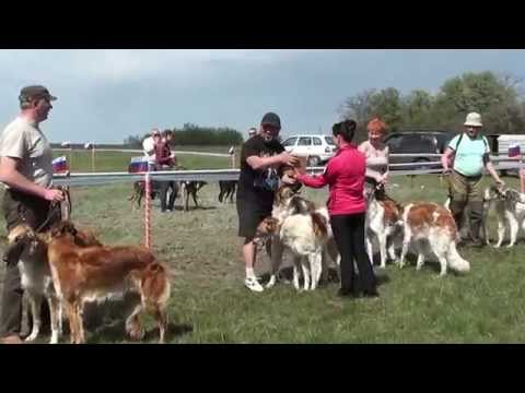 Видео: Выставка собак борзых пород "Новониколаевский охотник - 2015г."