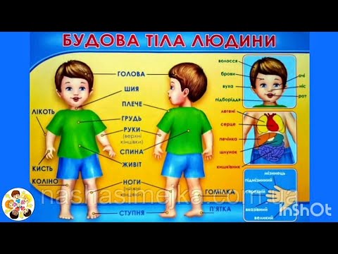 Видео: "Будова тіла" (Дитина в соціумі)  🧍 "Physique"