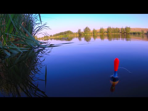 Видео: ЭТИ РЫБЫ ОТРЫВАЮТ ЛЕСКУ.РЫБАЛКА НА ПОПЛАВОК  в конце сентября 2022