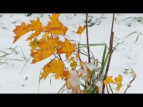 Видео: Зарплата пришла💸Распределяем!😁