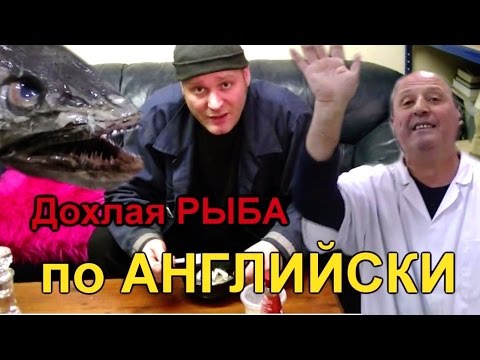Видео: 73.Дохлая РЫБА по АНГЛИЙСКИ