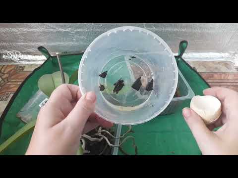 Видео: Пересадка орхидеи с горя