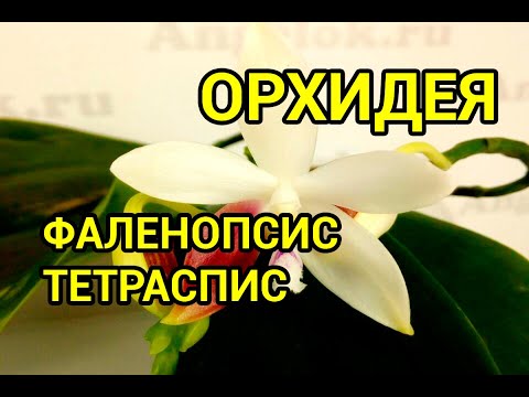 Видео: ОРХИДЕЯ из АЗИИ. Адаптация! Фаленопсиc Тетраспис/Tetraspis. Пересадка в Серамис + Орхиата