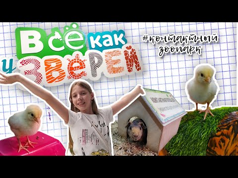 Видео: Всё как у зверей. Контактный зоопарк в Екатеринбурге.