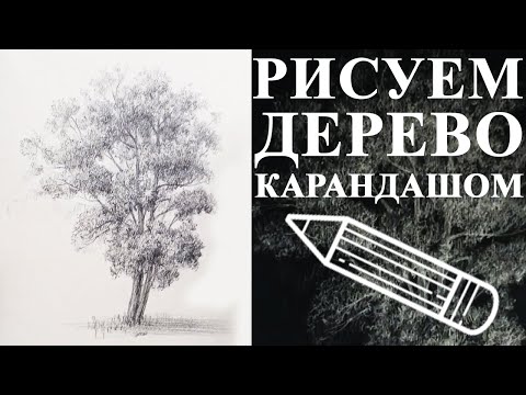 Видео: Уроки рисования. Как рисовать дерево. Как нарисовать дерево карандашом?!