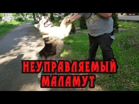 Видео: Огромный и совершенно неуправляемый Маламут покорился за 10 минут. Поводок-контроллер в действии!