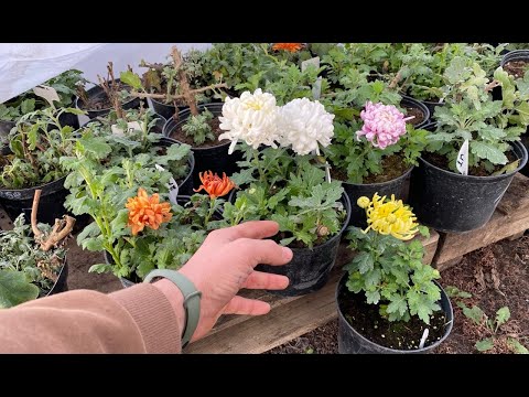 Видео: Уход за "спящей" хризантемой зимой