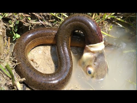 Видео: Невероятно Странное Поведение Животных