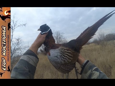 Видео: Охота на фазана за день до снега. Конец ноября 2022г.