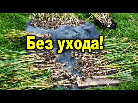 Видео: Стабильный урожай чеснока без ухода и подкормок, и даже без прополки и полива.