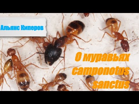 Видео: О Camponotus sanctus.Всё что нужно знать новичку .